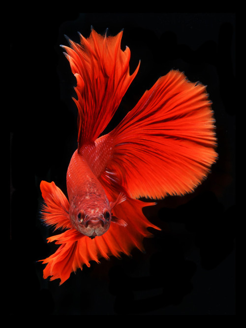 archiemcphee: Bangkok-based photographer Visarute Angkatavanich (previously featured here) continues to take breathtaking photos of Siamese fighting fish, also known as betta fish. His fascination with their splendid, flowing fins and brilliant coloring