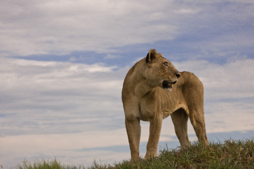    Acclaimed photographer and filmmaker Beverly Joubert took these shots during the filming of The Last Lions.  In The Last Lions, filmmakers Dereck and Beverly Joubert follow the epic journey of a lioness named Ma di Tau (“Mother of Lions”) as