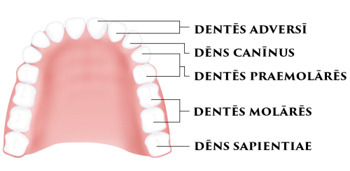 andreasdadler:Heri medicum dentarium visi ut meum dentem sapientiae eriperet. Praemolestiam vanam ha