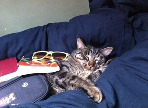 jaidefinichon:  Gatos qls les importa una mierda todo