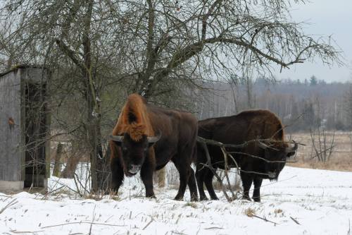 lamus-dworski:Wisents (European bisons) storming a Polish village ;)Images © Irek Smerczyński via Wr