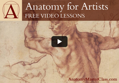 supersonicart: Anatomy Master Classes: Free Online Videos. Sponsoring Supersonic this week is Drawin