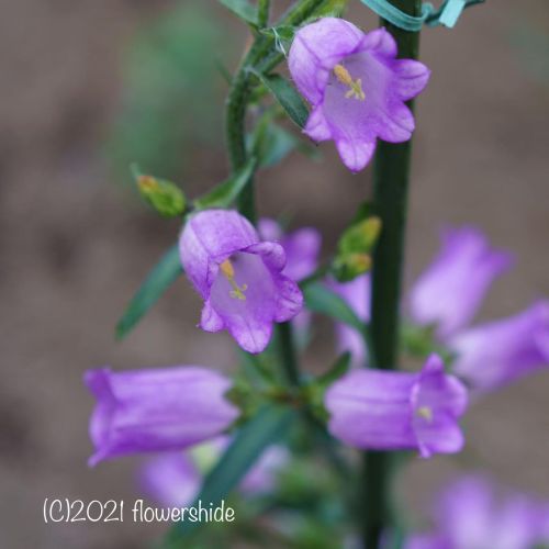 #flowers #flower #flowerlovers #花 #花が好きな人と繋がりたい #花好きな人と繋がりたい #写真好きな人と繋がりたい #beautifulflowers #su