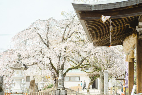 観音神社のしだれ桜