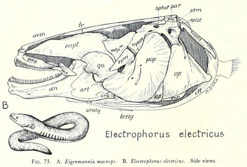 scientificillustration: Skull of the electric eel (Electrophorus electricus) Fish skulls; a study o