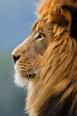 wonderous-world:  The King by Darrell Ybarrondo 