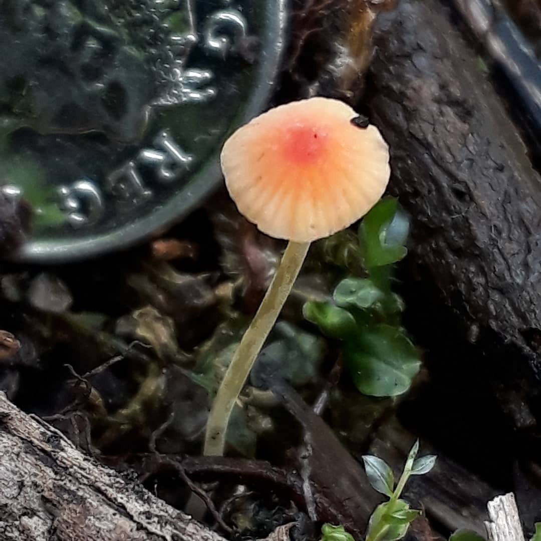 Oxford, UK, May 2018
Mycena acicula (orange bonnet)
This is one of the smallest bonnets I’ve ever found! A 5p coin (slightly smaller than an American cent) in the background gives the scale of this tiny mushroom; I definitely wouldn’t have spotted it...