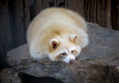 everythingfox:A golden trash panda(via)