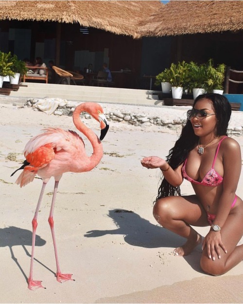 @aaliyahjay#aaliyahjay #FashionVixenxo (at Flamingo Beach) https://www.instagram.com/p/Bt-Wjjxl4r6