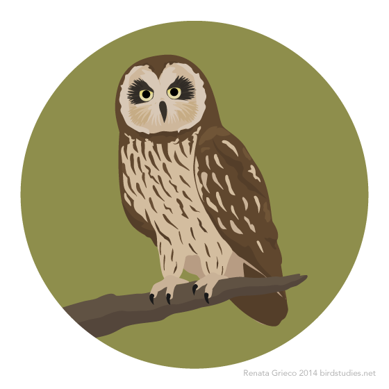 October 20, 2014 - Pueo or Hawaiian Owl (Asio flammeus sandwichensis)
Requested by: coramatus
A Hawaiian subspecies of the Short-eared Owl, Pueo live in a variety of habitats on all of the main islands of Hawaii. They are not nocturnal, hunting small...