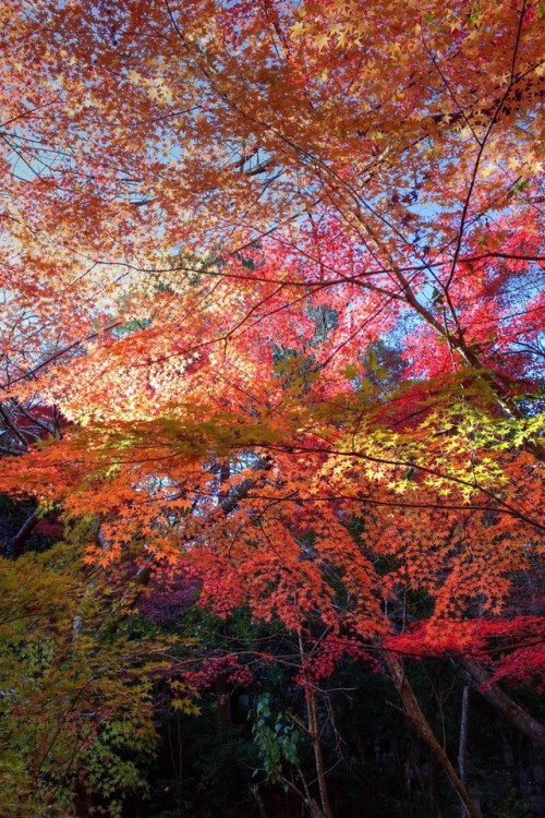 2018/11/24 :: 三瀧寺 紅葉まつり にてRICOH GR2