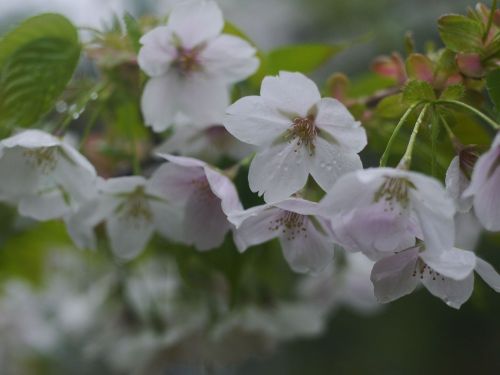 cherry trees