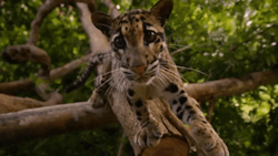 nubbsgalore:  “the wonderful thing about tiggers is tiggers are wonderful things.”the clouded leopard is the most ancient type of cat alive today, with all other living cats sharing their genetic blue print. it is from them that today’s species