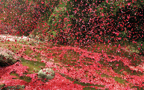 latinoking: red petals blown near a lush green landscape in Costa Rica by Nick Meek