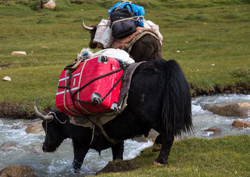  Treck in the pamir mountains with yaks, Big pamir, Wakhan, Afghanistan. Taken on August 11, 2016.Pa