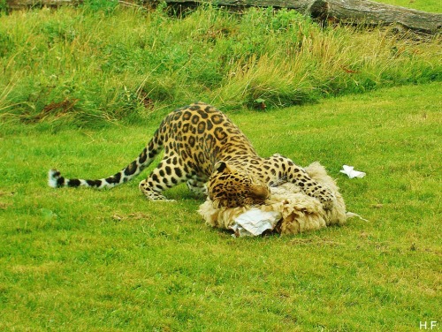 Some More Photos Of The Amur Leopard At Yorkshire Wildlife Park, Playing With An Enrichment Toy.