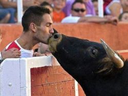 love-being-me-xox:  The TRUE face of a bull in the bullfighting ring and a tender moment between the bull and an anti-bullfighting activist. “The bull is not an aggressive animal, and the reason he is angry and attempts to charge at the matador whilst