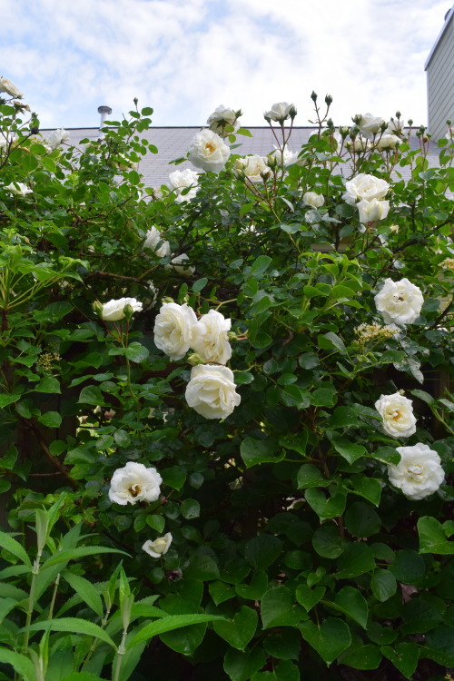 berniewong:Rainy morning, sunny afternoon. White climbing rose and kitties.