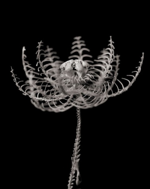 okkvlt: Honebana – The Detailed Animal Bone Flowers of Hideki Tokushige Excavated Neanderthal 