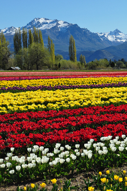 visitheworld:  Trevelin tulip fields in Chubut, Argentina (by pampa 1967). 
