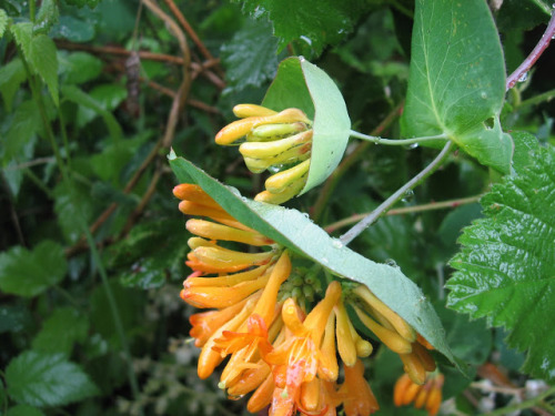woodlandgrrl:Orange honeysuckle