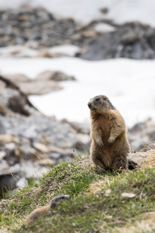 staudnhuckn - Attentive adult alpine marmot (Marmota...