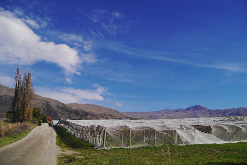 20190424 - Central Otago, New Zealand: Winetouring during my time in Queenstown.  These are from Car