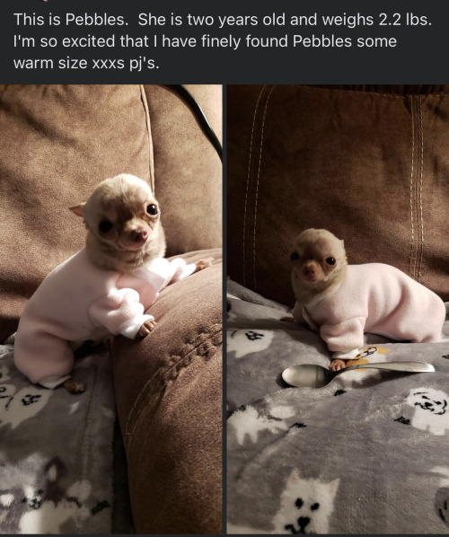 LOOK AT THIS FUCKING DOG