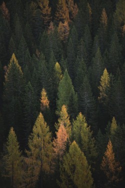 lvndscpe: Foliage | by Federico Bottos