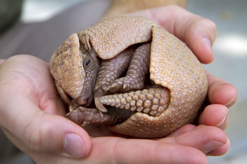 9 banded armadillo ball