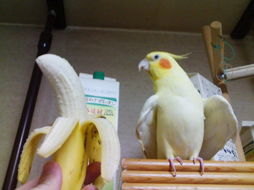 becausebirds: senseislouch: fat-little-dinos: honpun: I KNEW IT!!! Lutino tiels are actually bananas