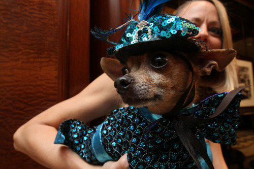 Garfield hated Mondays, but even he would love this slide show of pets in formal wedding gear + tips