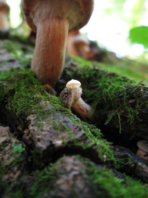 Toadstool