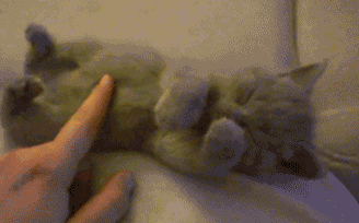 t-ranquilize:  mymindpalaceisatardis:  DID THAT KITTEH JUST  JUST HUG IT’S HEAD 