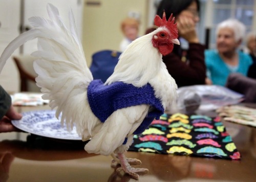 &ldquo;I think they liked showing them off.&rdquo;Chicken Sweaters