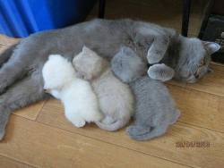 rosalarian:  mewtwoofficial:  coffeenuts:  cybergata:Mya Bảo Ngân  your kitten printer is running out of toner  Ahhhhhhhhhh! 