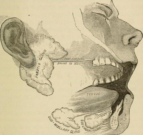 The outlines of anatomy, physiology, and hygiene, 1889