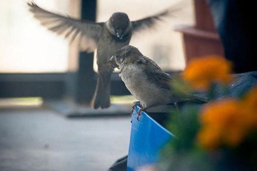 nubbsgalore:“one stormy night my girlfriend saw what we thought was a dead sparrow below our b