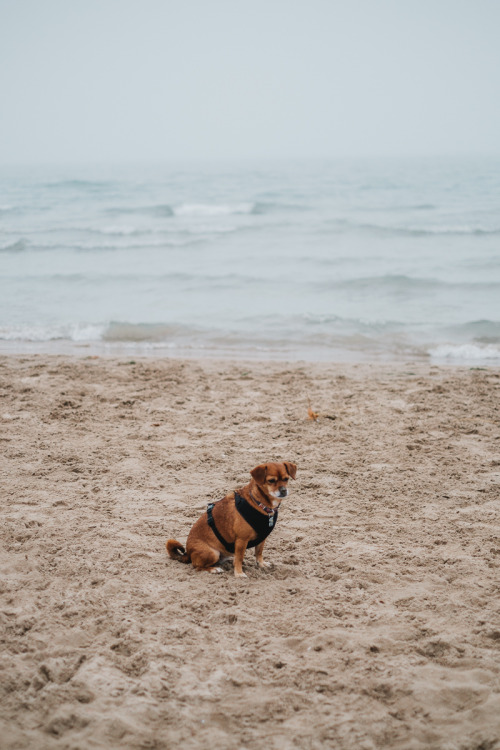 Foggy Dog Beach with Callie