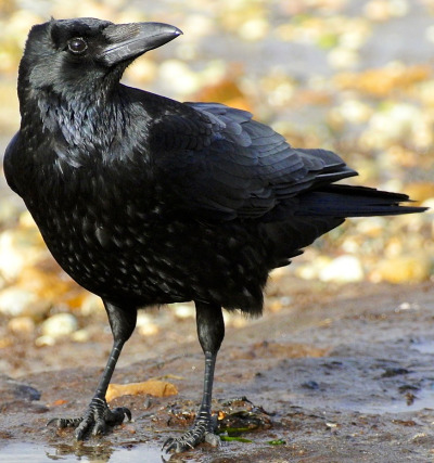 todaysbird:friends in matching outfits!!!