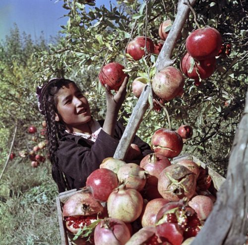 sovietpostcards:Picking pomegranates in Uzbekistan, photo by Georgy Zelma (1967)