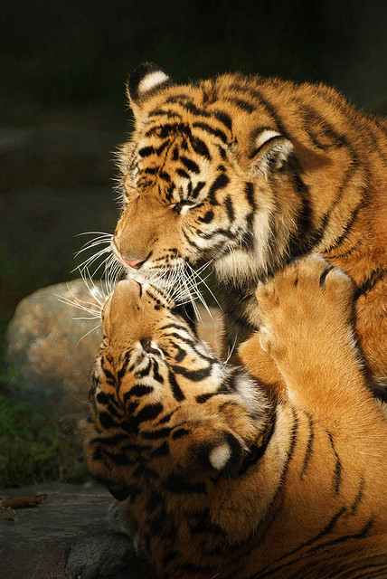 tulipnight:  Sumatran Tigers Fighting by dbillian on Flickr.