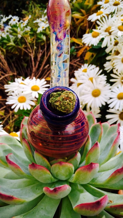 ilovehellokittyandweed:  Every Flower must Grow through Dirt