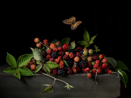 © PAULETTE TAVORMINA, Blackberries and Butterfly, after A.C. (from the series Natura Morta), 2015“Th