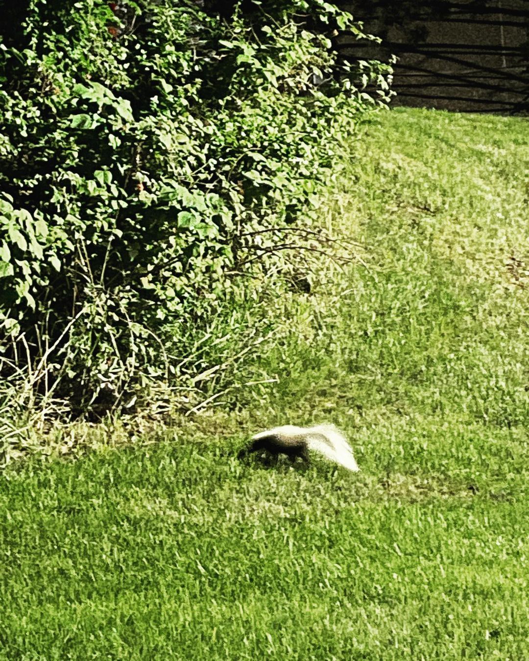 Everyone loves a summer evening along the Hudson, including this family of baby skunks we spotted tonight at Waryas Park. 🦨
While turning from N Water St tonight to head into the Waryas Park circle we noticed a strange looking creature crossing the...