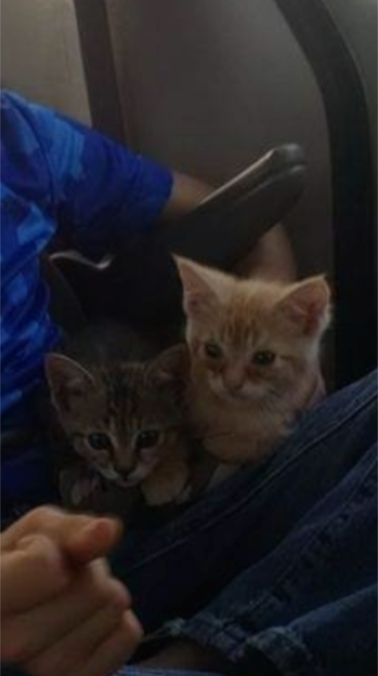 Nine Years Ago, I Adopted My Cats. Happy Adoption Day To My Babies, They've Both Grown So Much