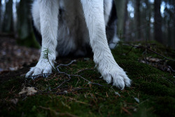 thewiccanfae:wet paws by collien 