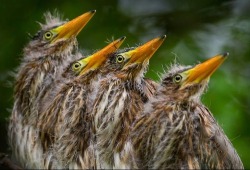 XXX todaysbird:baby herons are both incredibly photo