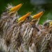 todaysbird:baby herons are both incredibly porn pictures