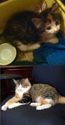 animaladoptions: From terrified stray to the smuggest of house cats.
